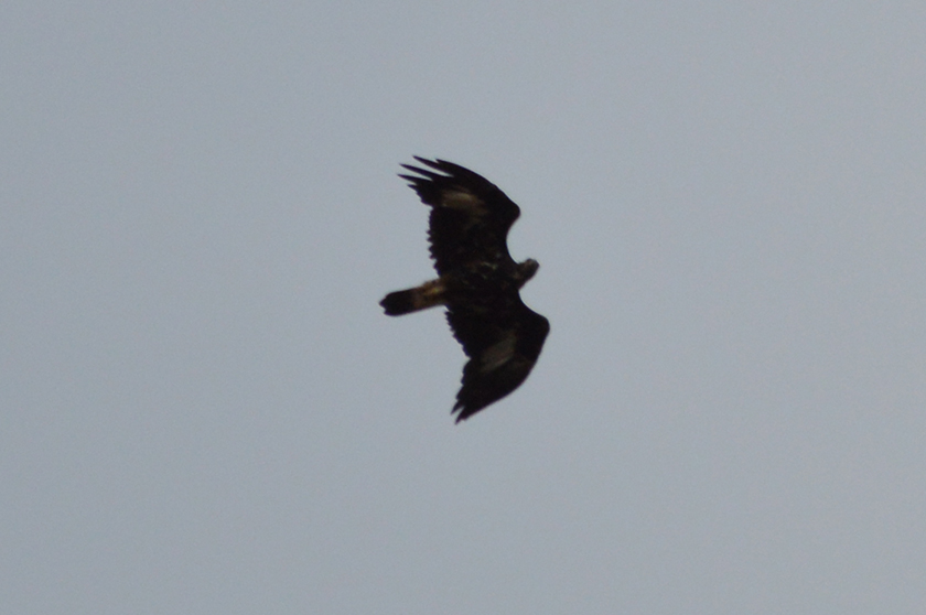 Aquila Reale